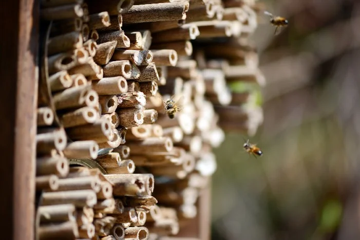 Insektenhotel aus Holz mit Bienen